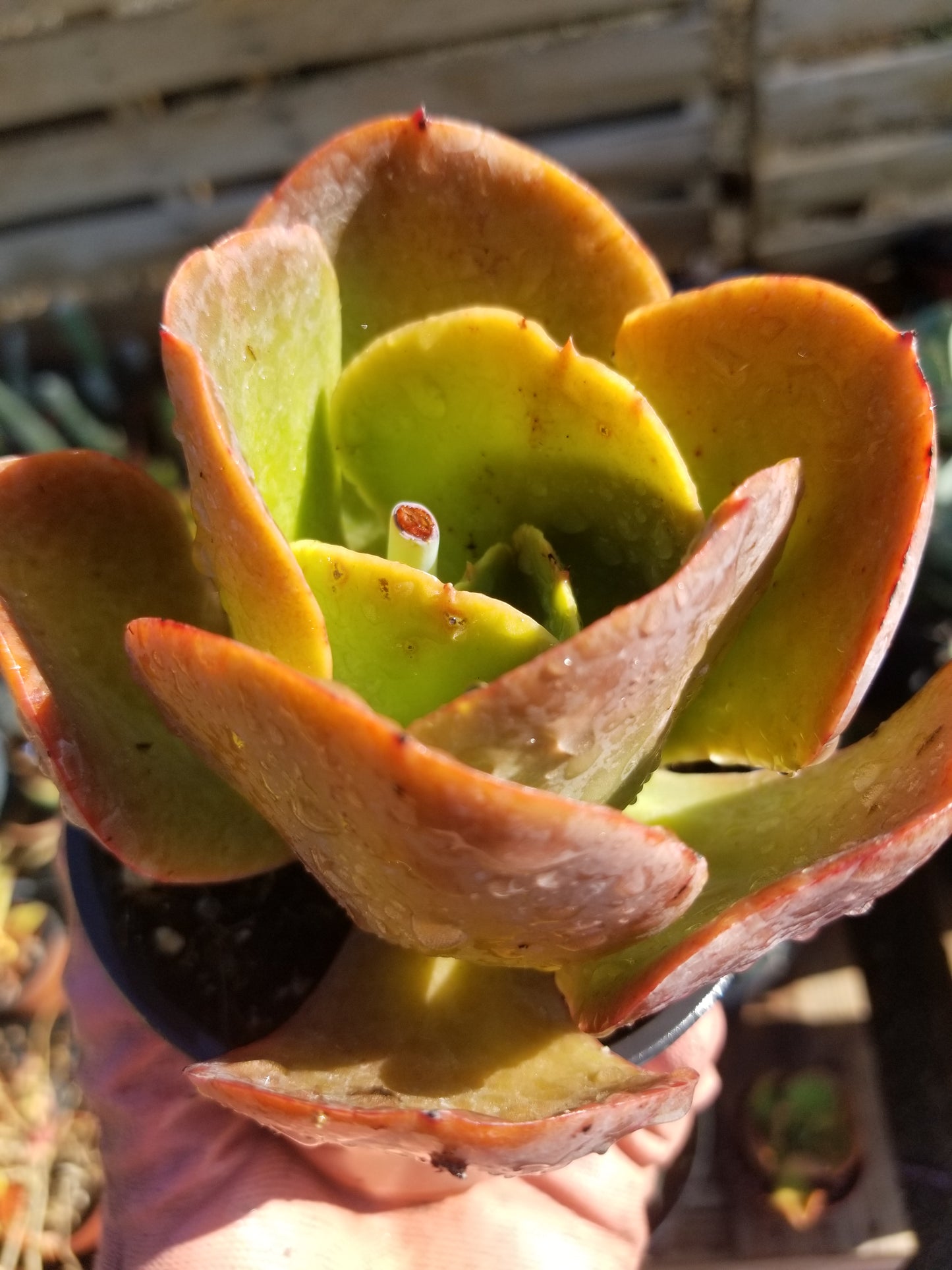 4" Echeveria Fireball