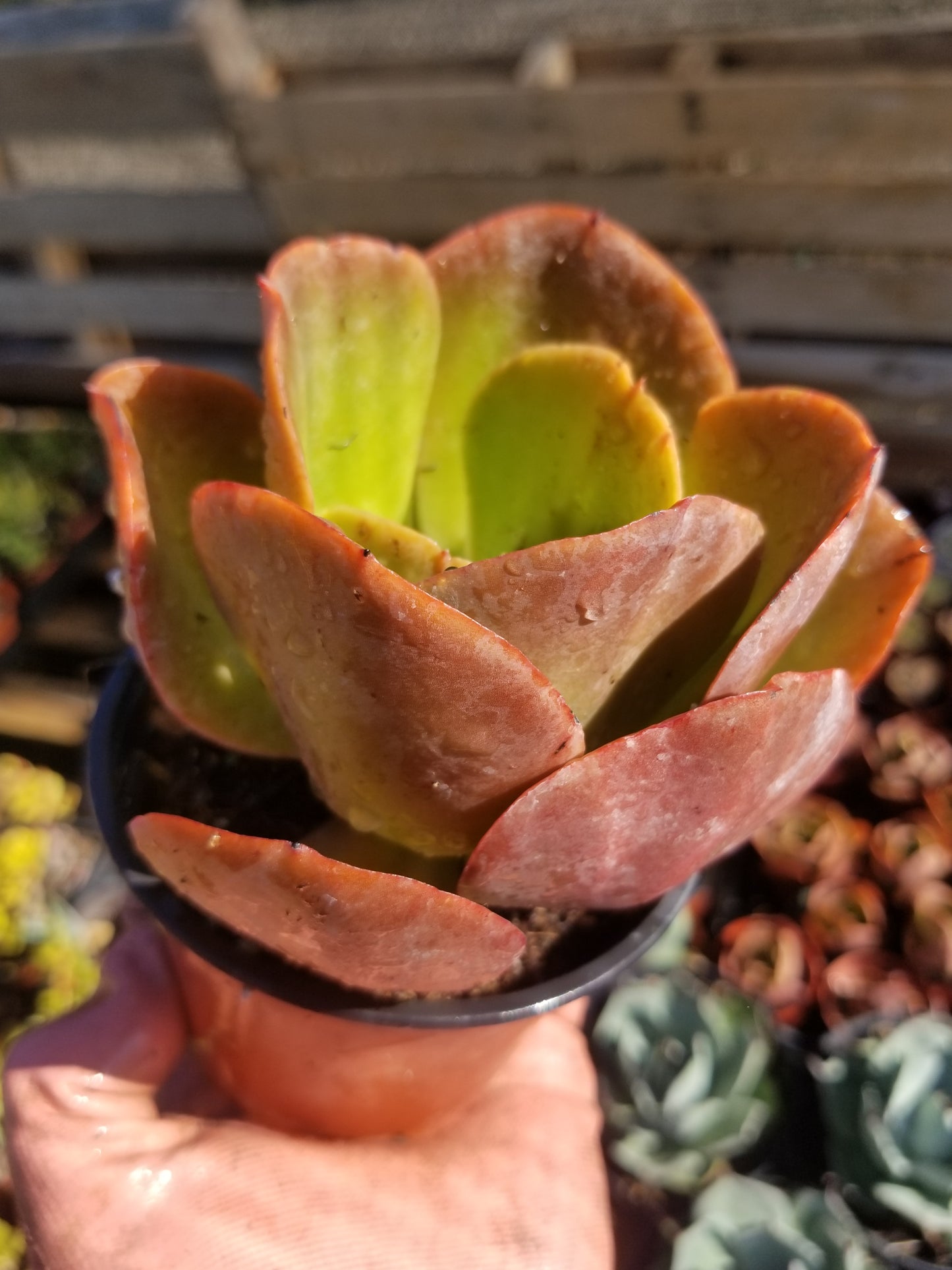 4" Echeveria Fireball