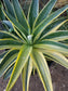 Agave Desmettianna Variegated "Half Moon" (5 Gal. Pot)