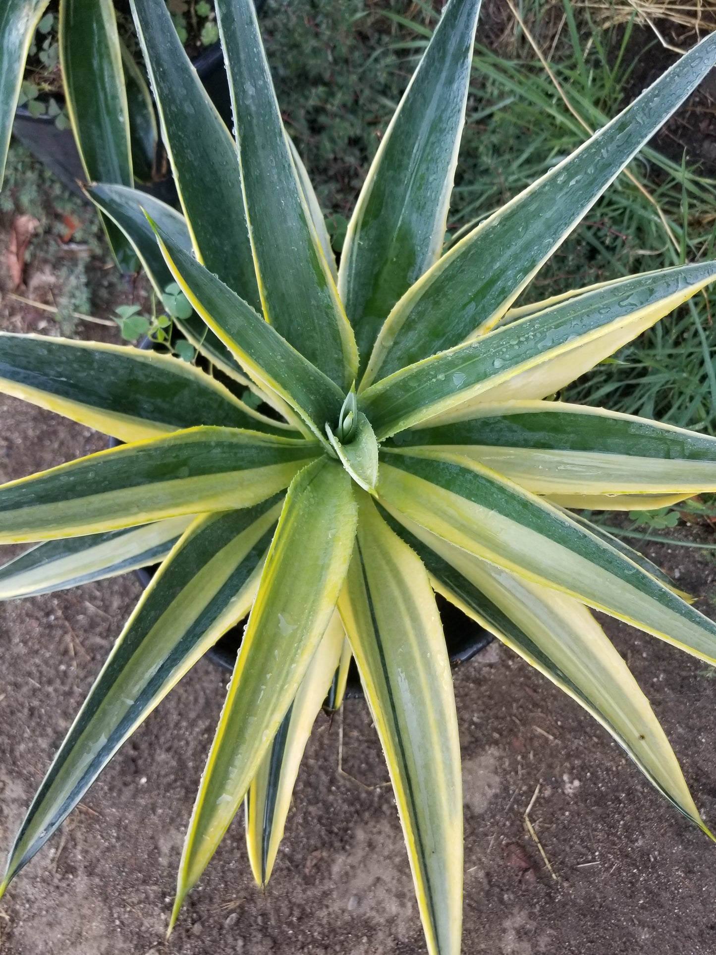 Agave Desmettianna Variegated "Half Moon" (5 Gal. Pot)