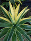 Agave Desmettianna Variegated "Half Moon" (5 Gal. Pot)