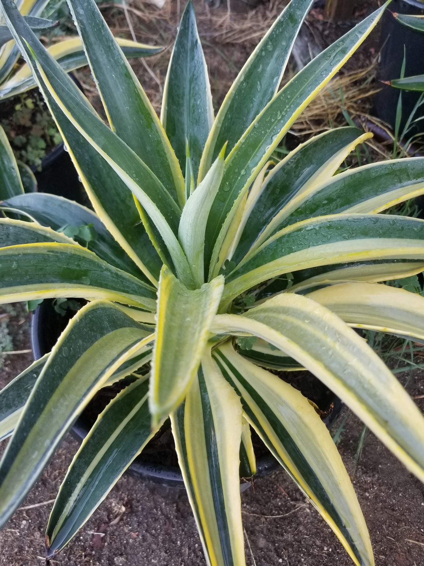 Agave Desmettianna Variegated "Half Moon" (5 Gal. Pot)