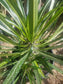 Madagascar Palm Pachypodium Lamerei (3 Gal. Pot)