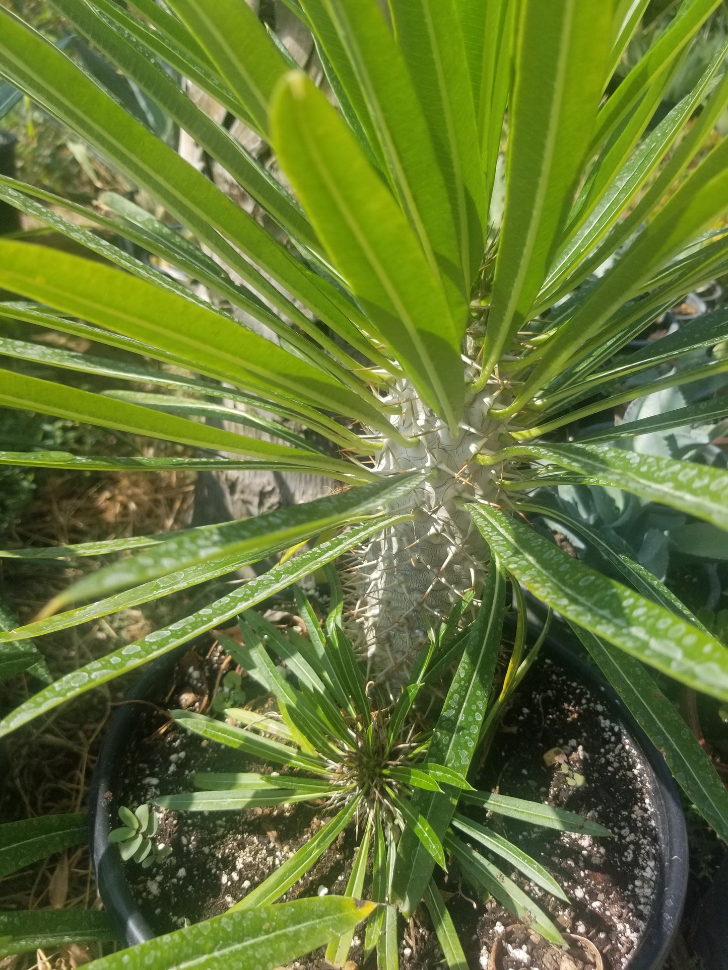 Madagascar Palm Pachypodium Lamerei (3 Gal. Pot)