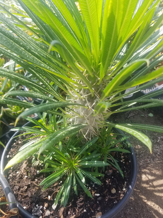 Madagascar Palm Pachypodium Lamerei (3 Gal. Pot)