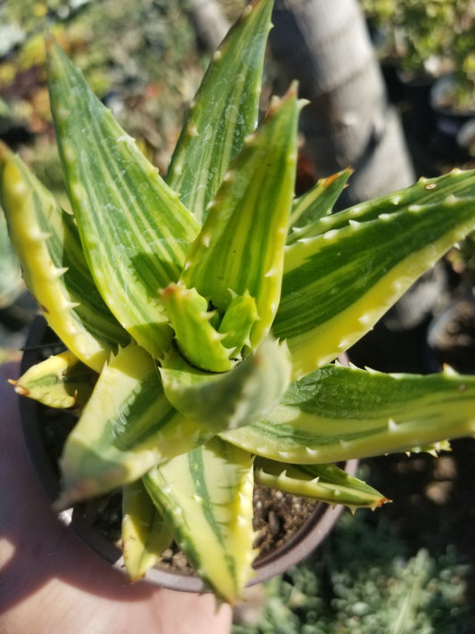 4" Aloe Nobilis Variegated