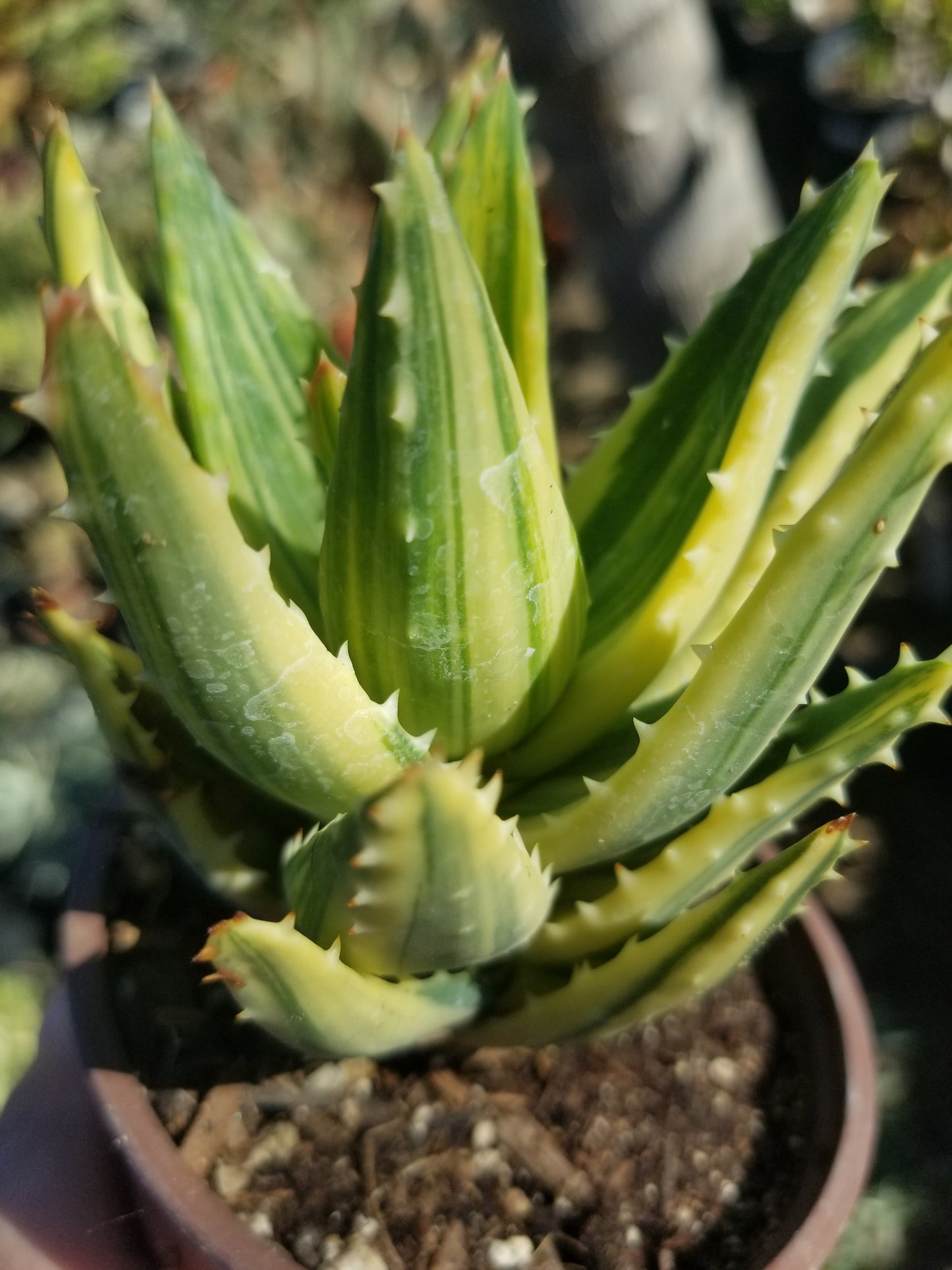 4" Aloe Nobilis Variegated