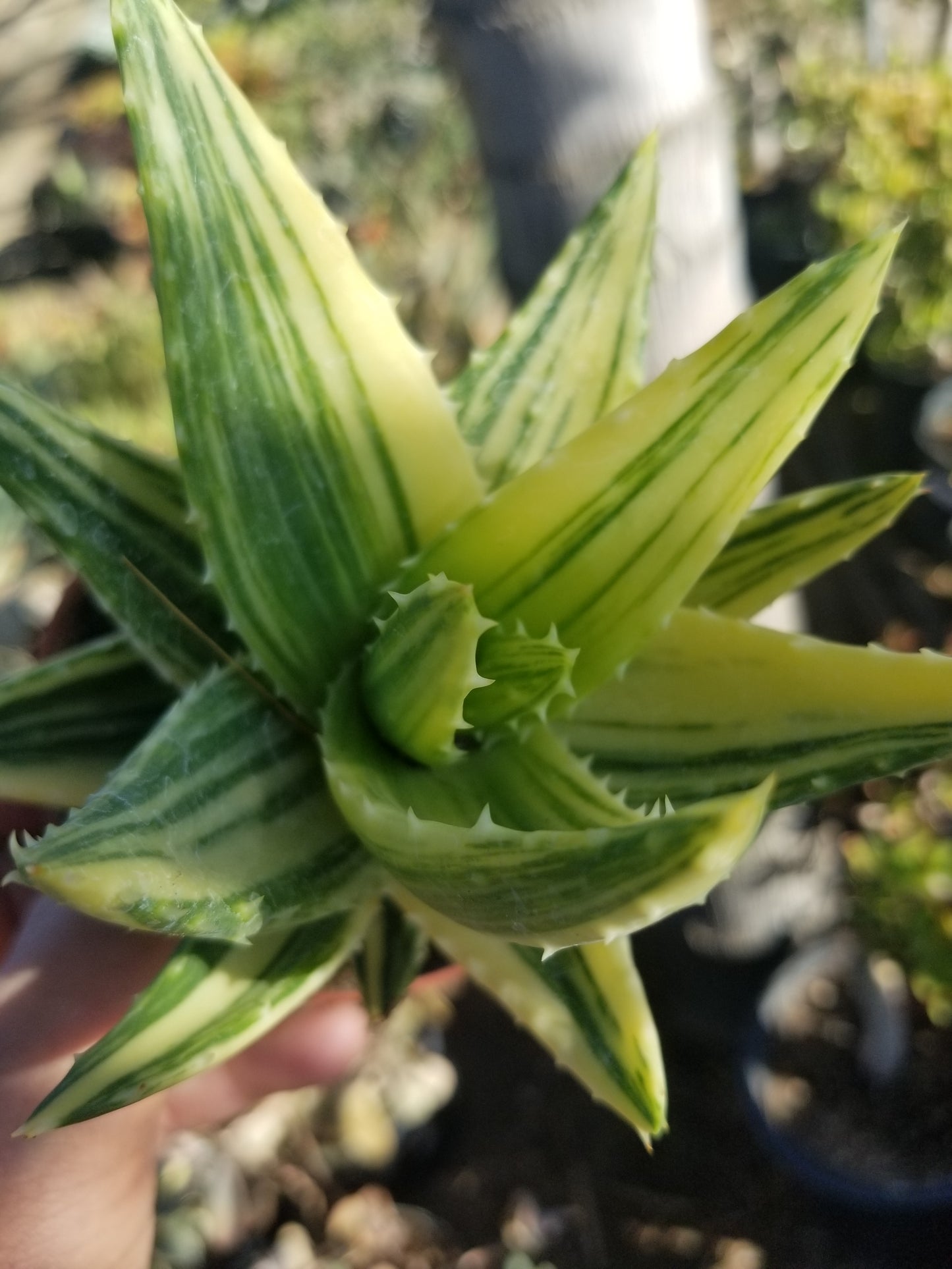 4" Aloe Nobilis Variegated