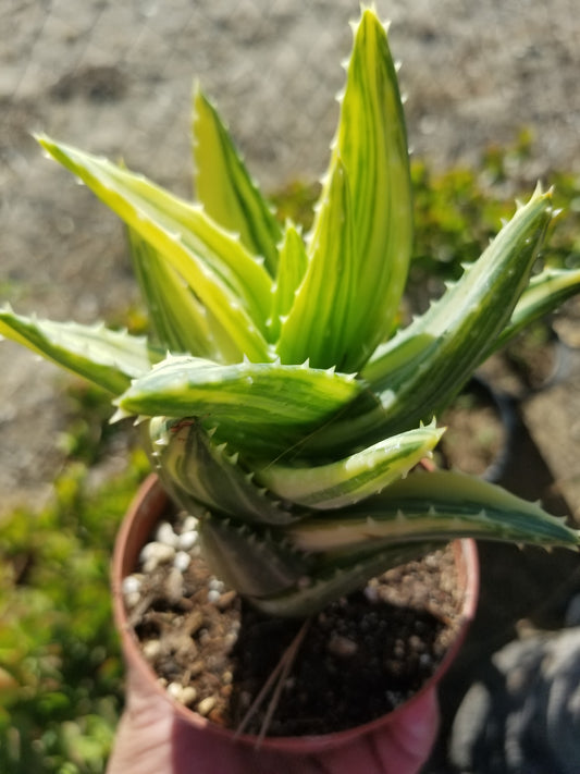 4" Aloe Nobilis Variegated