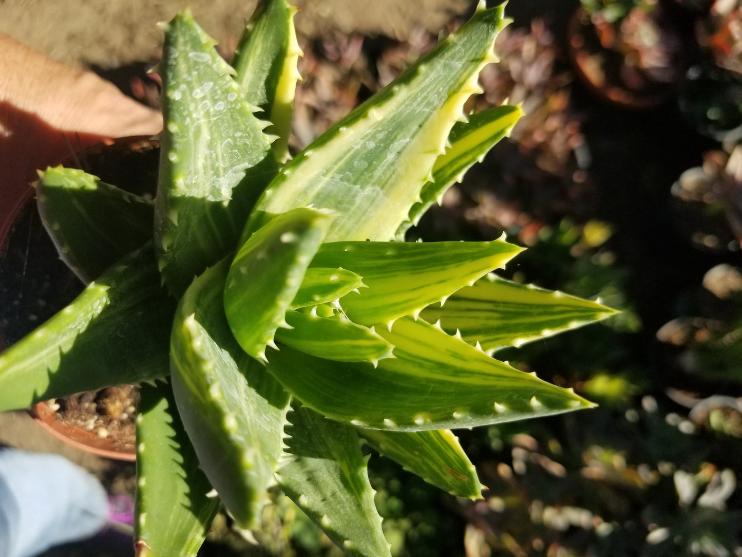 4" Aloe Nobilis Variegated