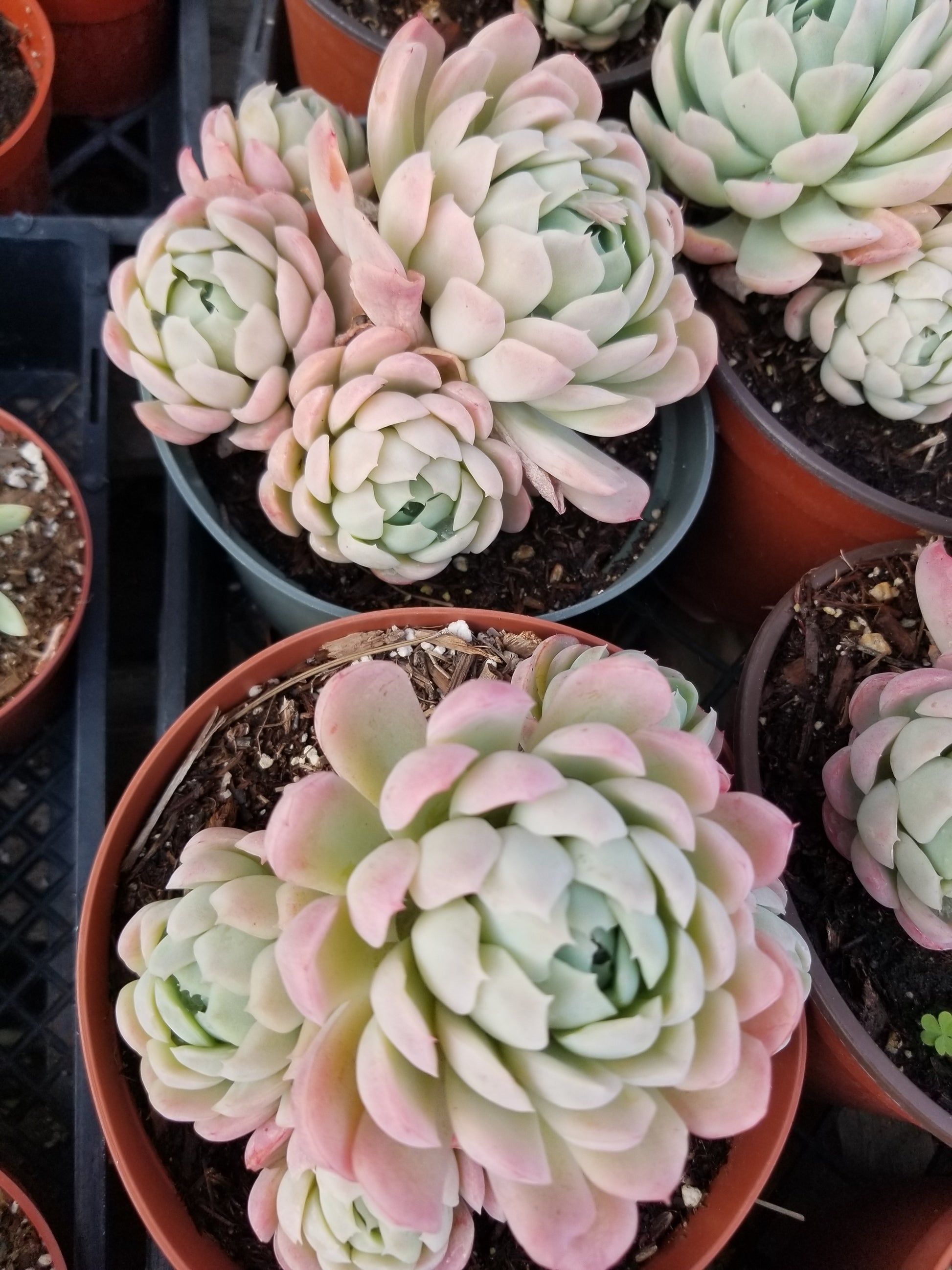 mexican snowball succulent flowers Echeveria Elegant "Mexican Snowball" Cluster