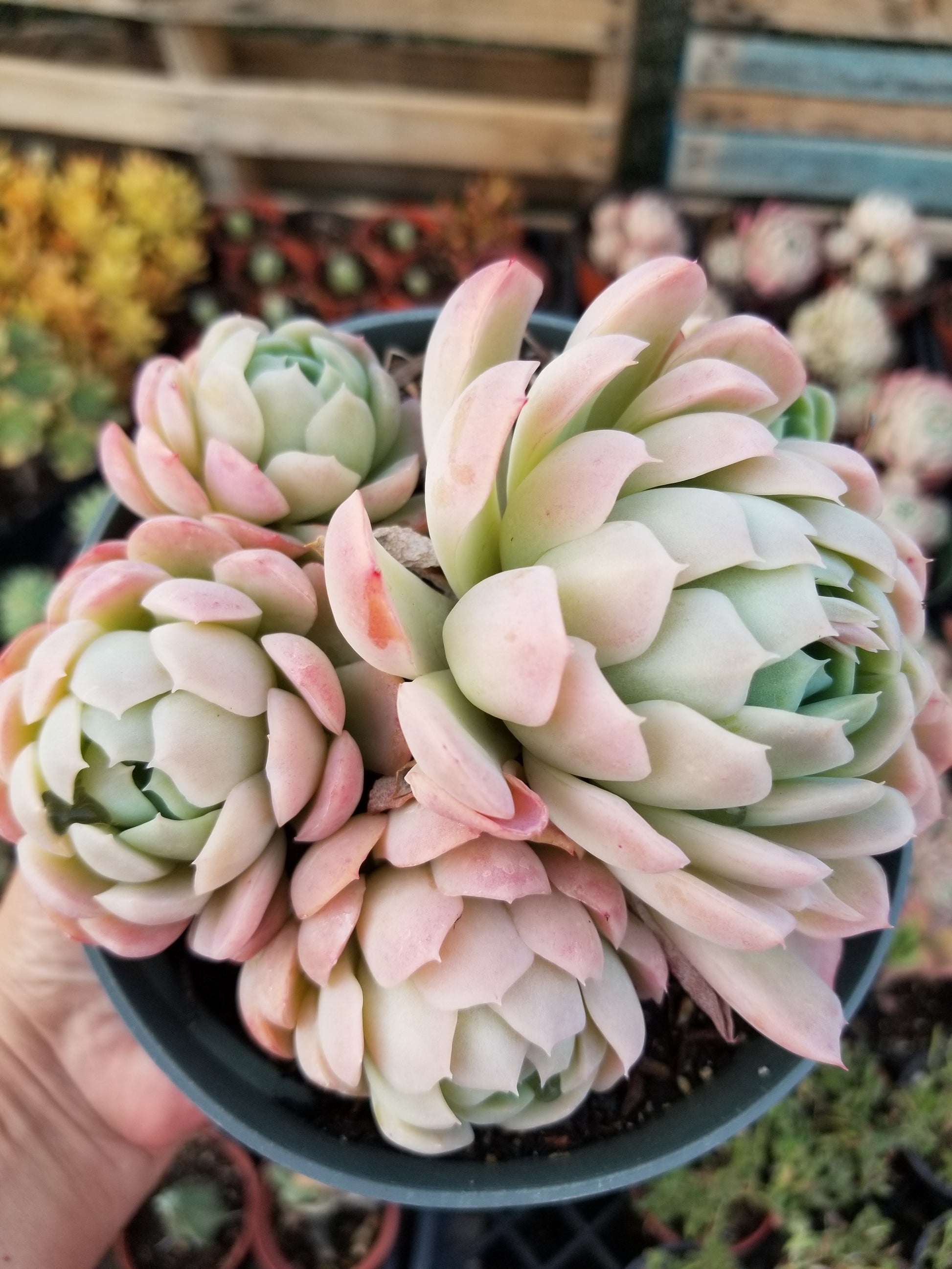 Echeveria Elegant "Mexican Snowball" - Beaultiful Desert Plants 