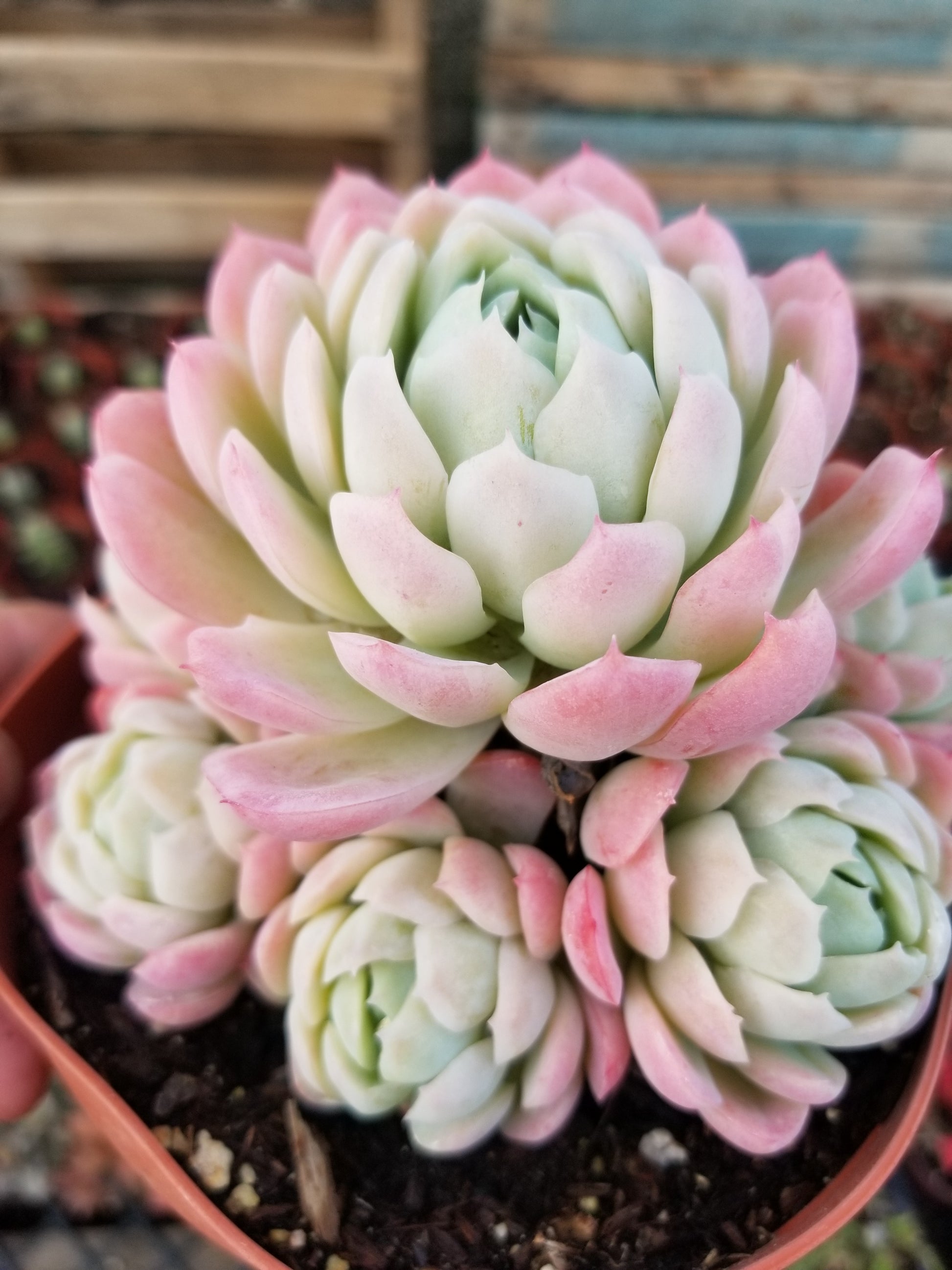 mexican snowball succulent Echeveria Elegant "Mexican Snowball" Cluster