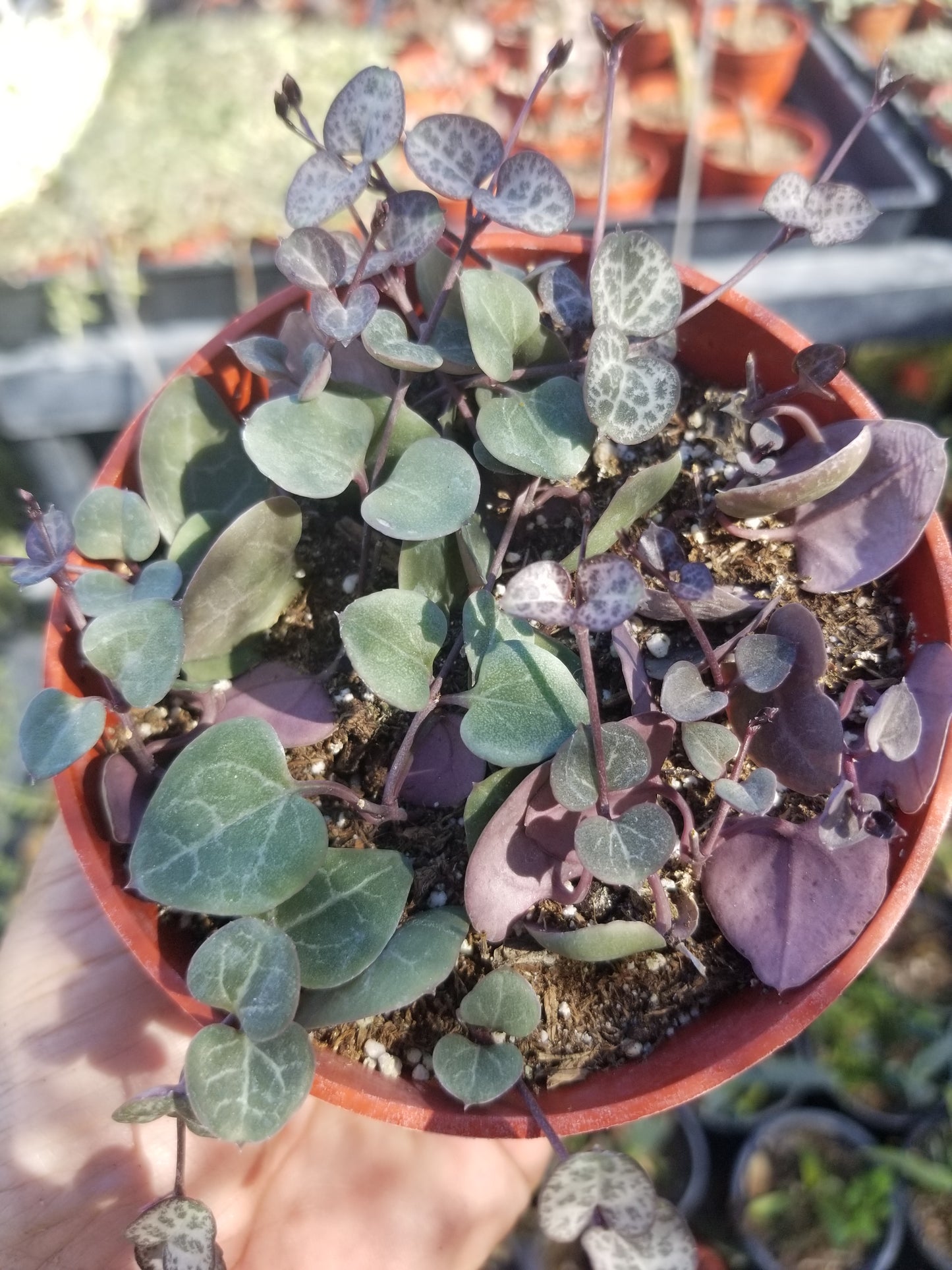 Strings of Hearts (5" pot)