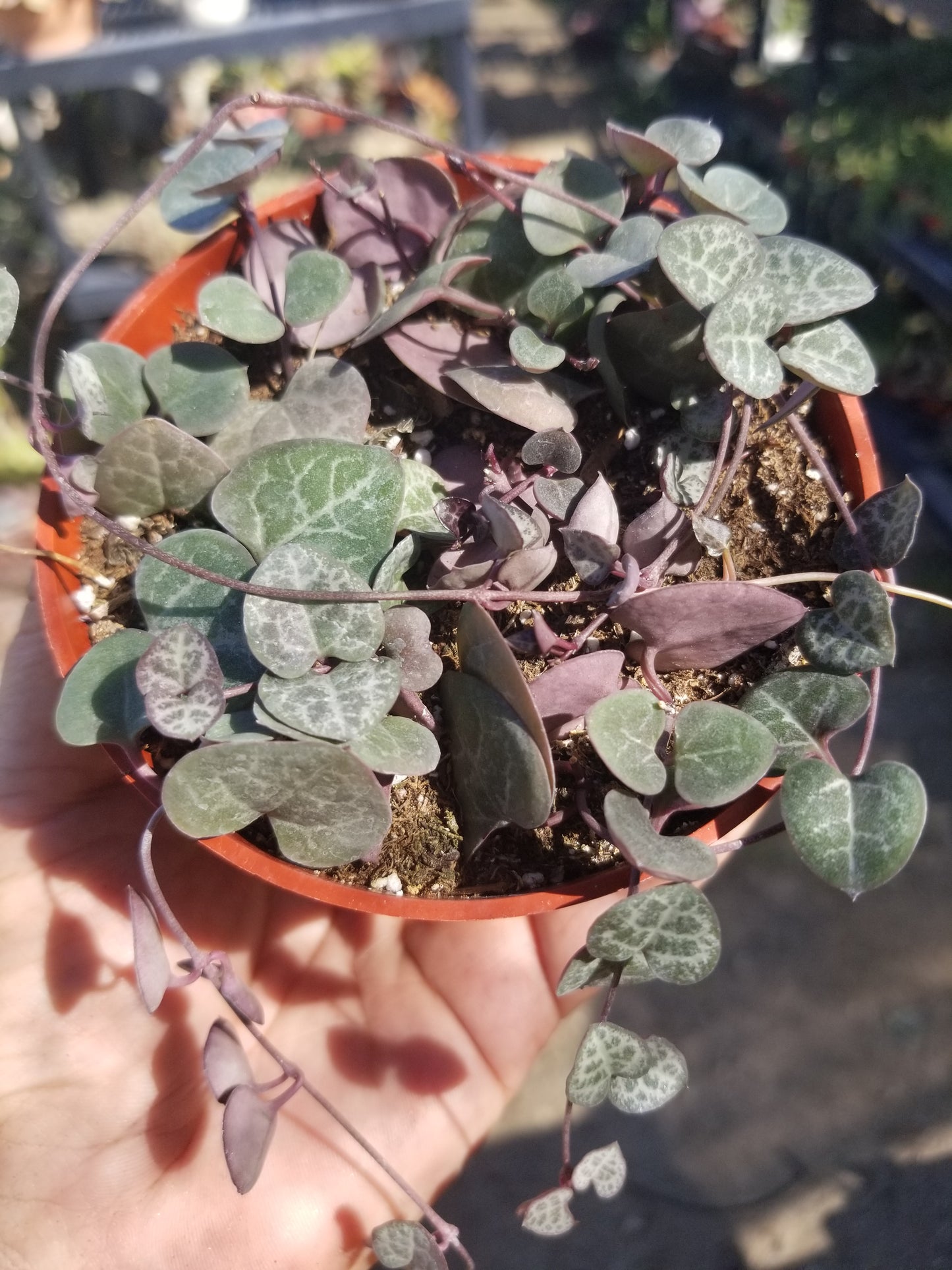 Strings of Hearts (5" pot)