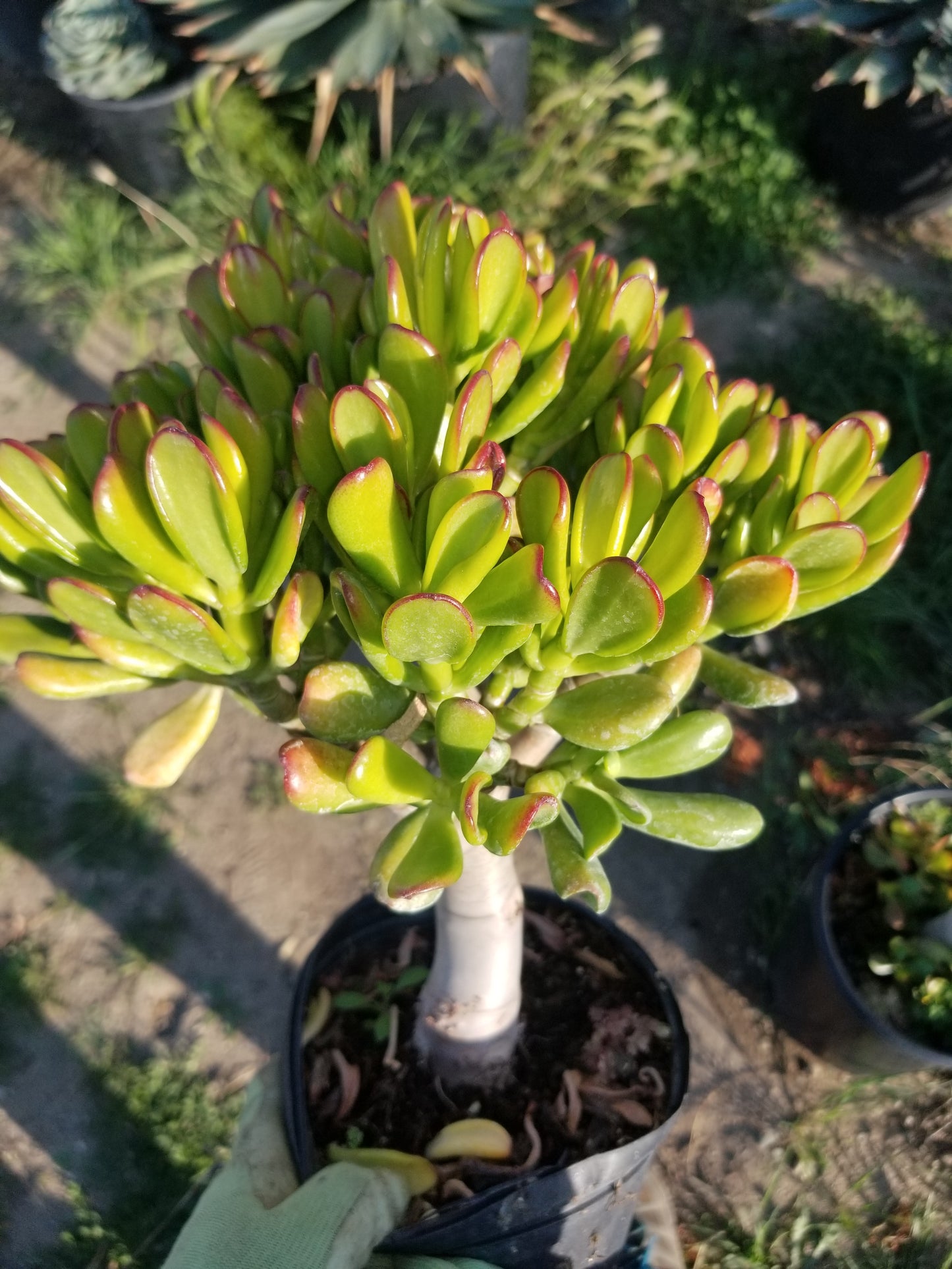 Crassula Ovata Hobbit Tree