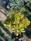 Crassula Ovata Hobbit Tree