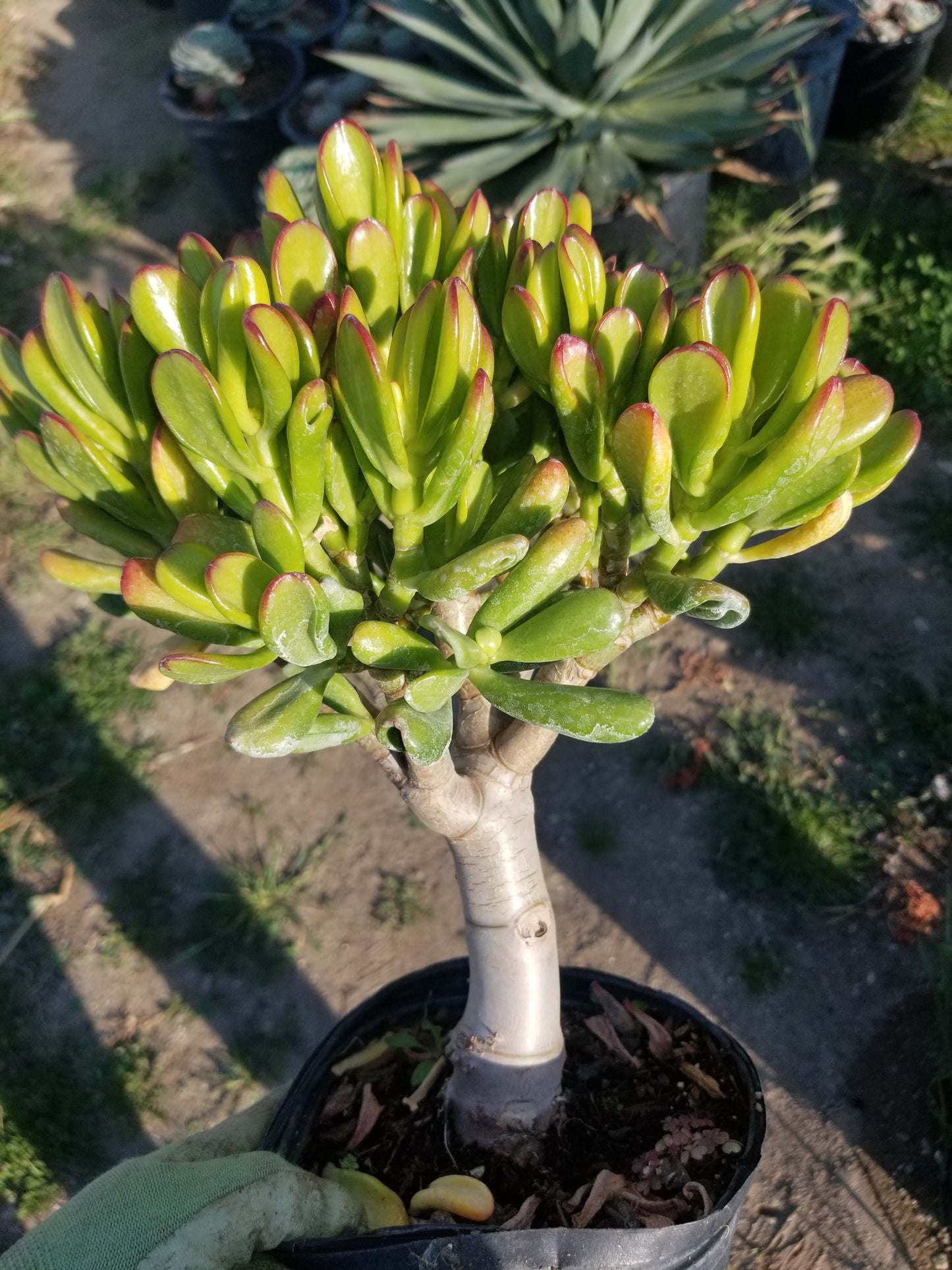 Crassula Ovata Hobbit Tree