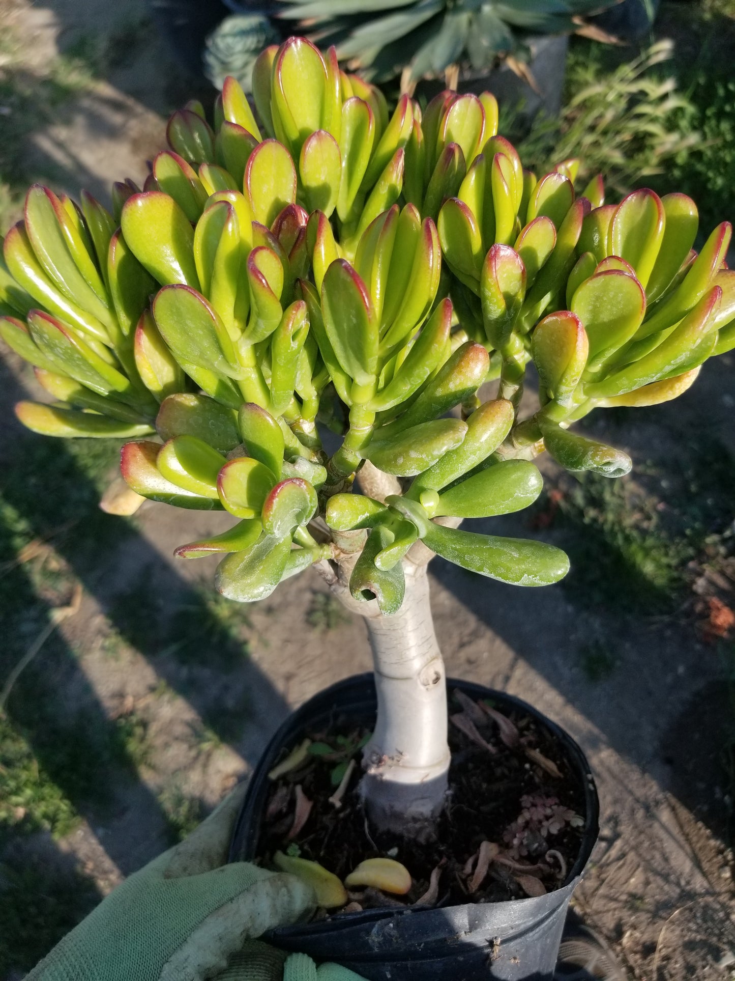 Crassula Ovata Hobbit Tree