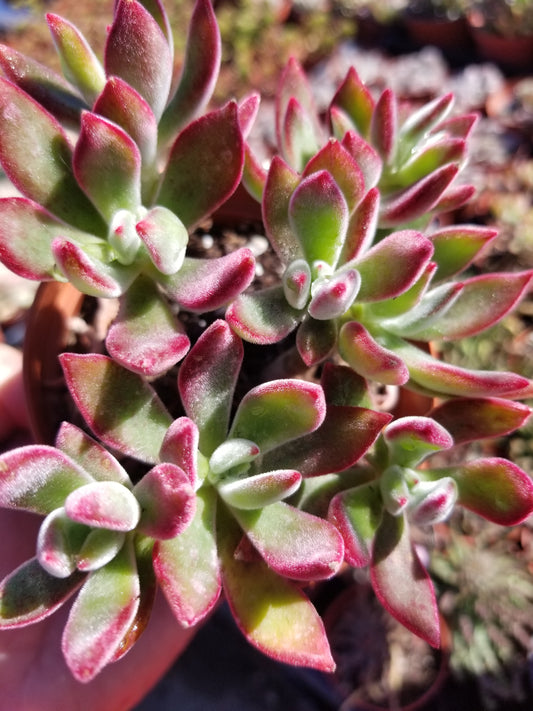 Red Velvet - Echeveria harmsii or pulvinata Echeveria harmsii, (4" pot)