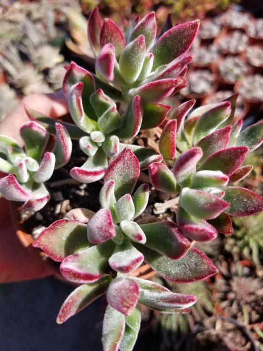 Red Velvet - Echeveria harmsii or pulvinata Echeveria harmsii, (4" pot)