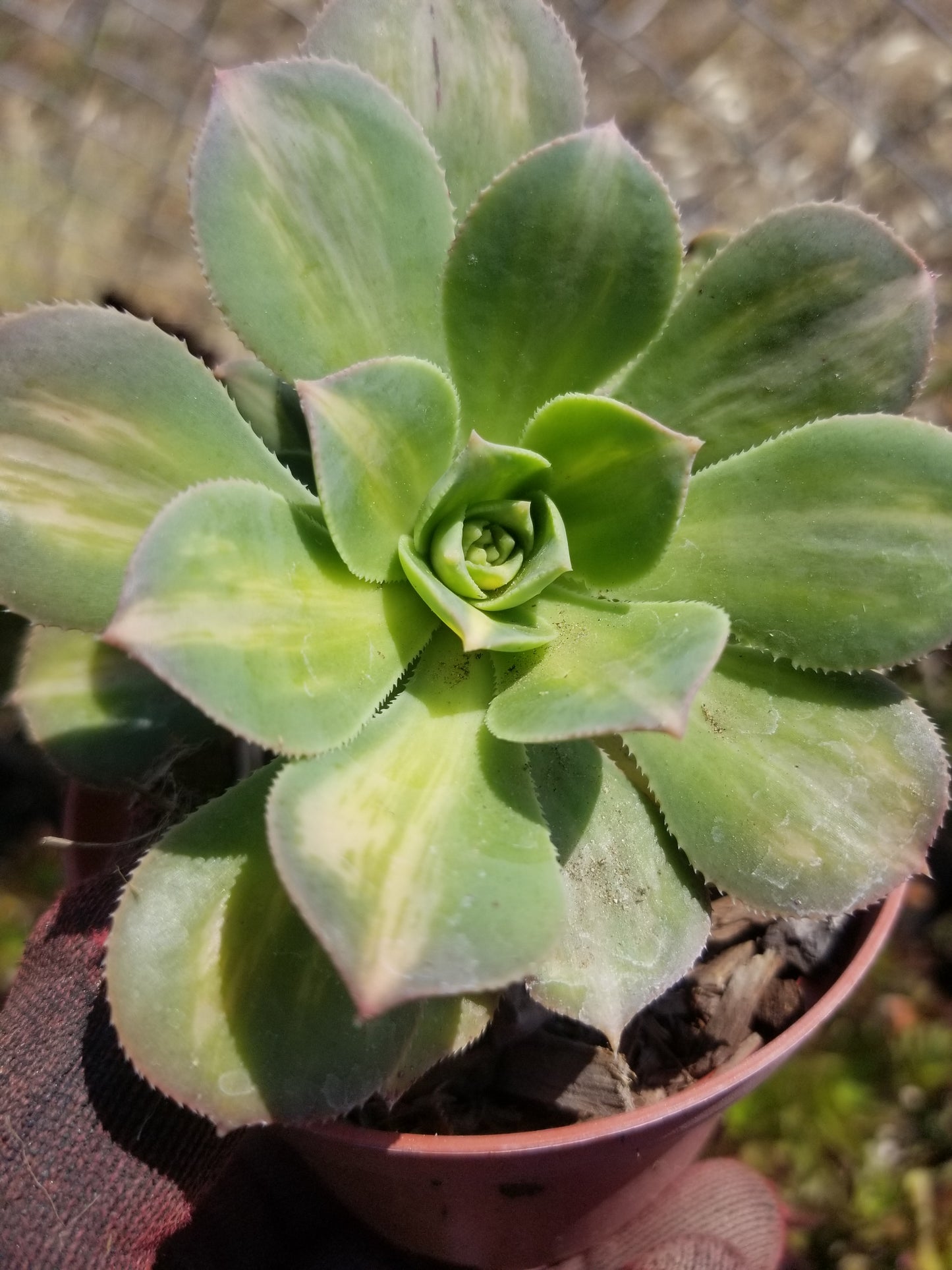 4" Aeonium Starbursts