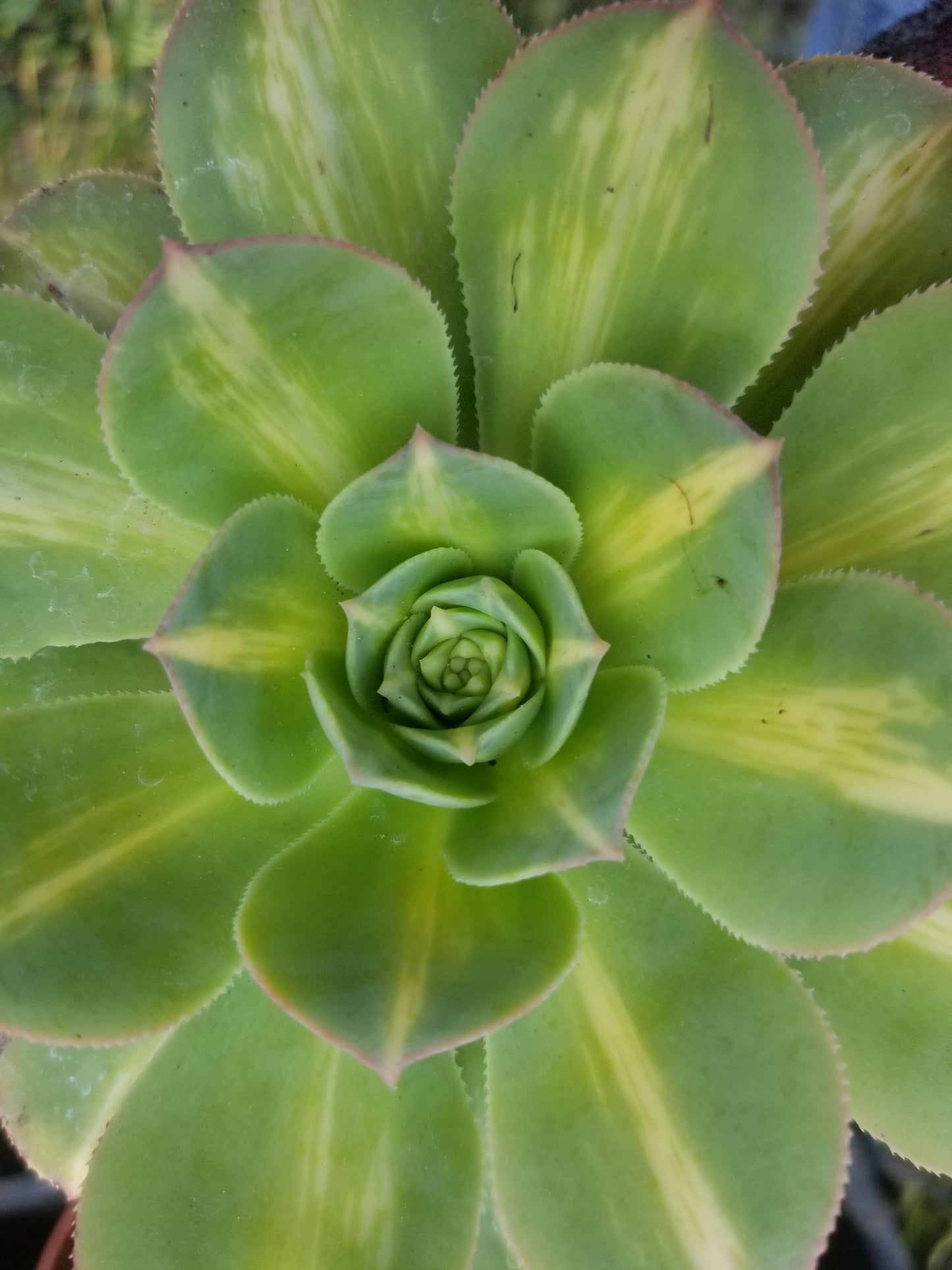 4" Aeonium Starbursts