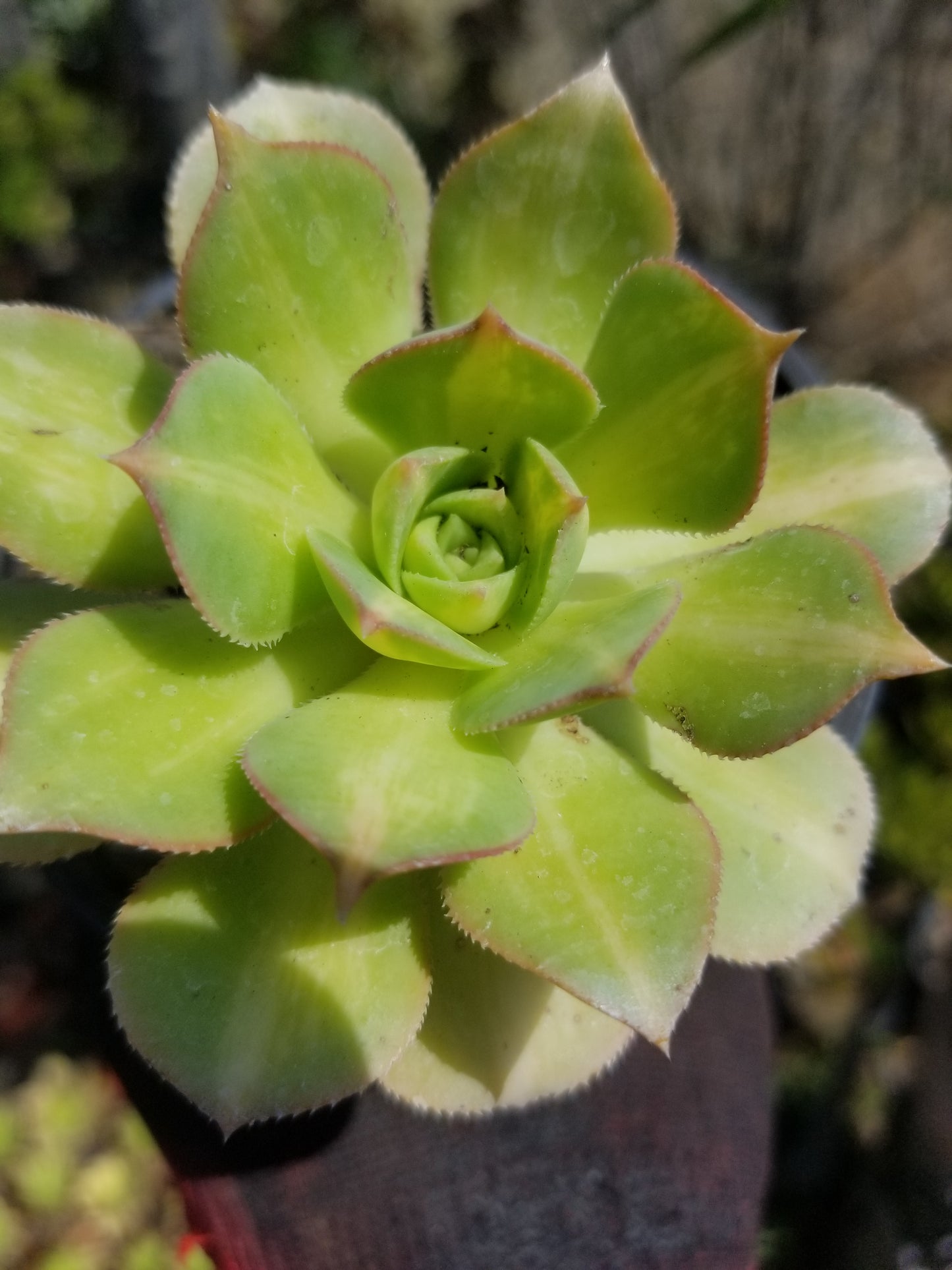 4" Aeonium Starbursts