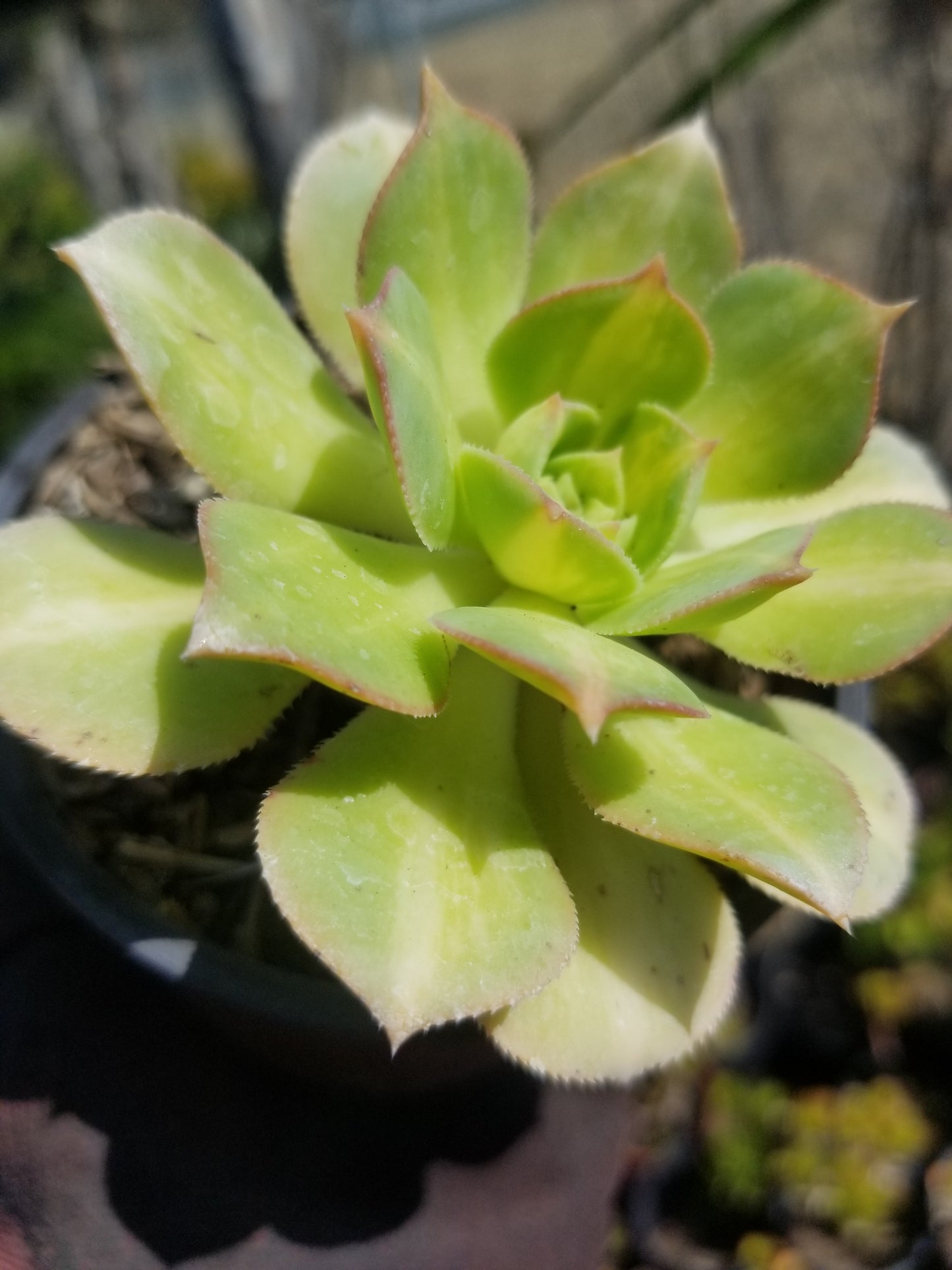 4" Aeonium Starbursts