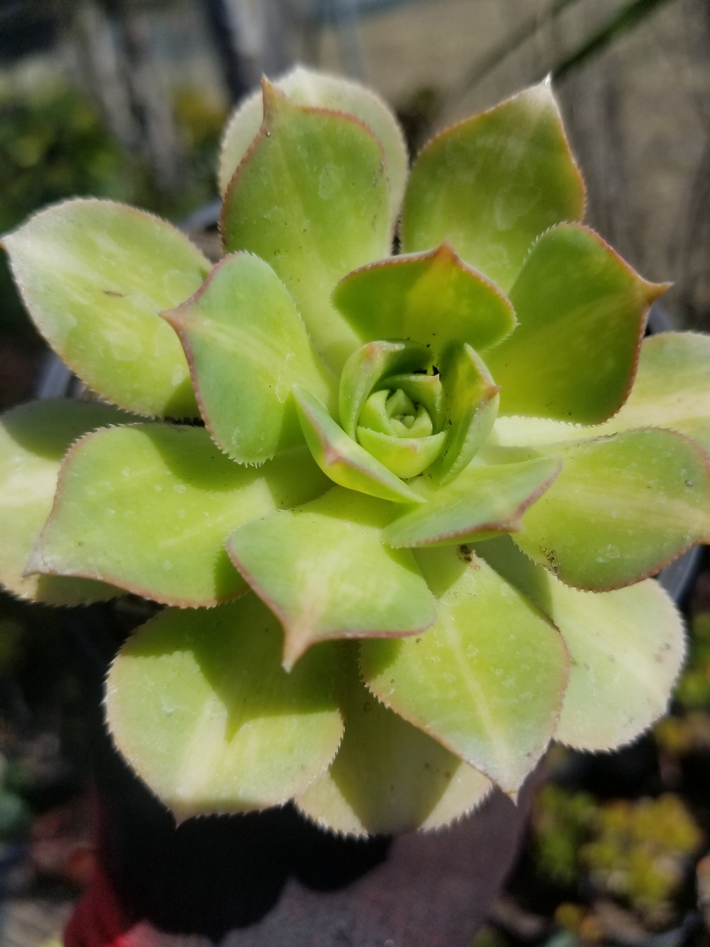 4" Aeonium Starbursts