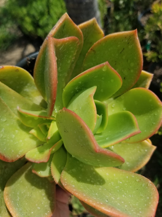 Aeonium Nobilis