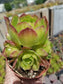 Aeonium Salad Bowl (4"Pot)