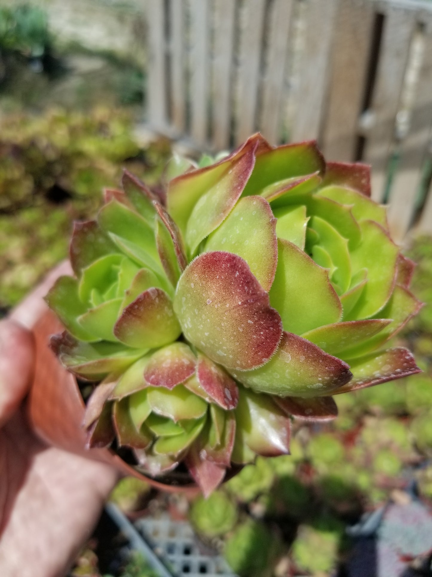 Aeonium Salad Bowl (4"Pot)