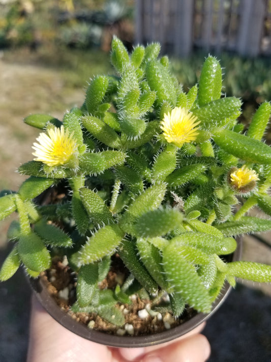 4" Delosperma Echinatum "Pickle Plant "