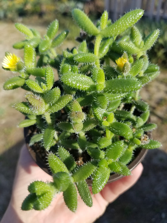 4" Delosperma Echinatum "Pickle Plant "