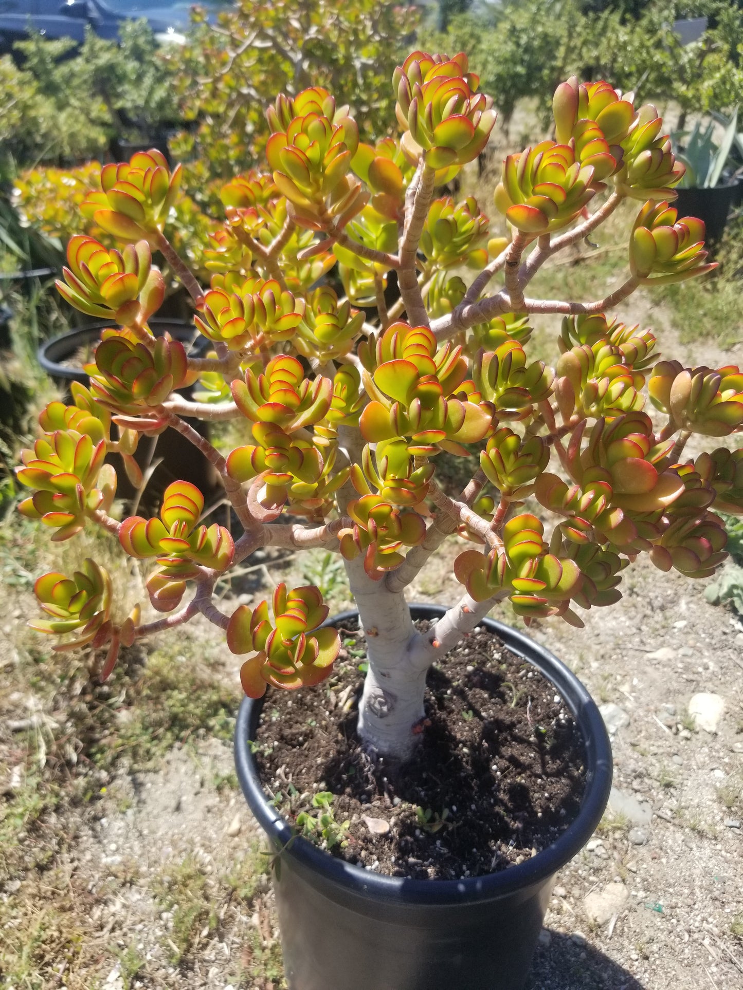 Crassula Ovata Crosby's Compact