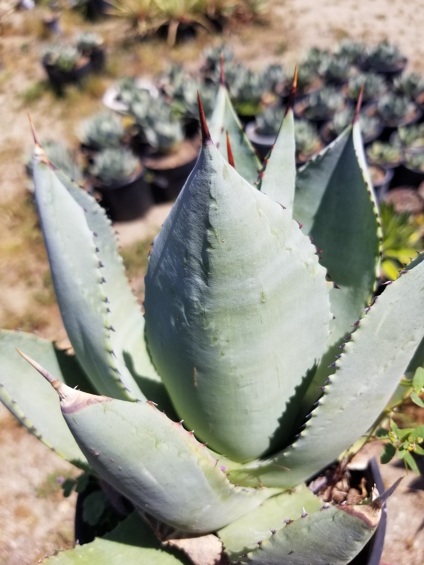 Agave Parryi Truncata Huntington