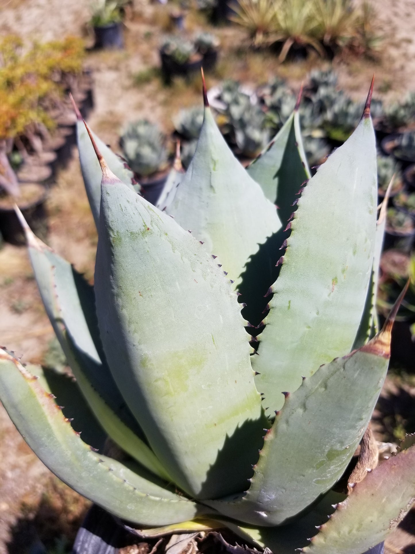 Agave Parryi Truncata Huntington