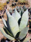 Agave Parryi Truncata Huntington