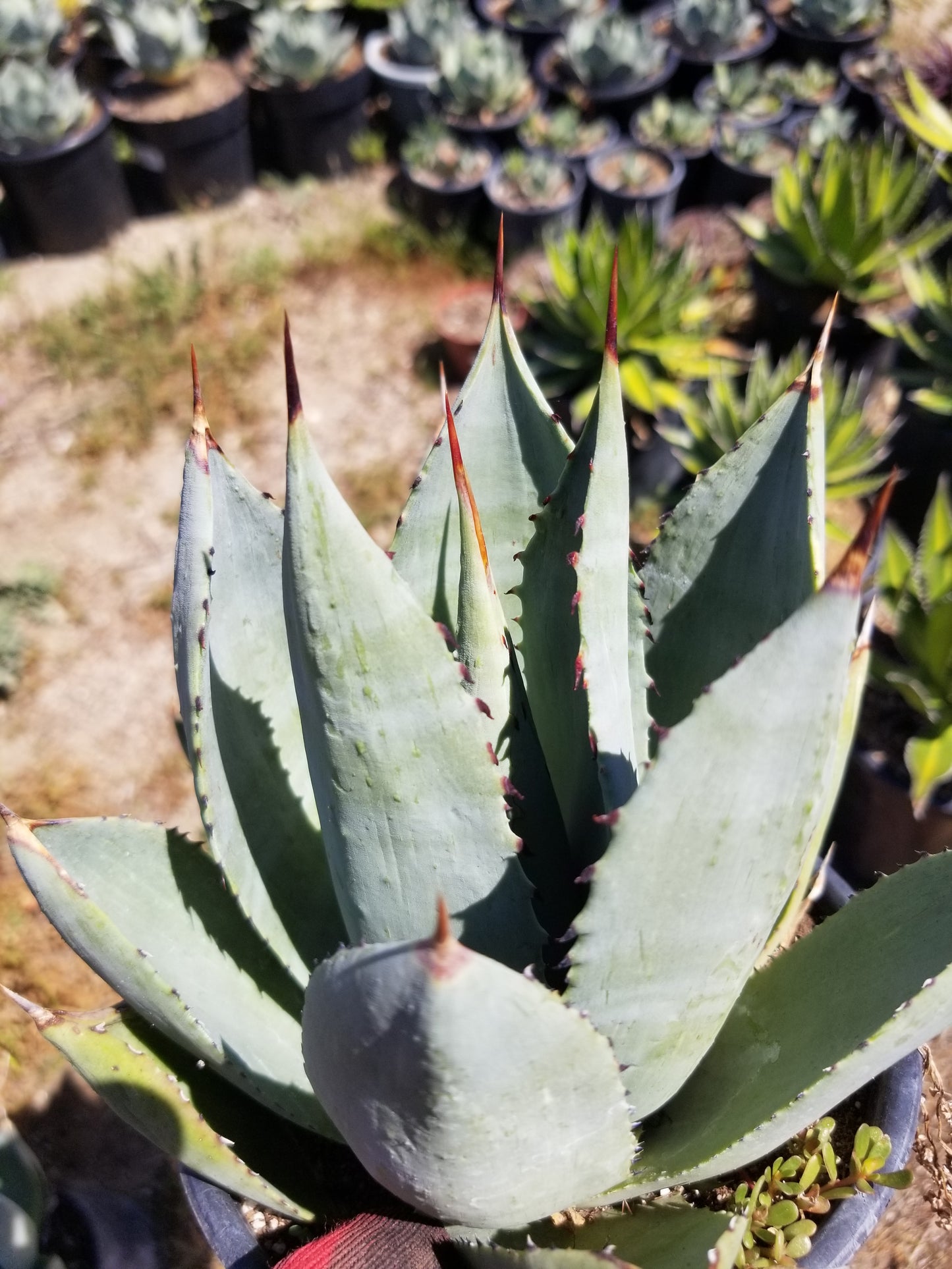 Agave Parryi Truncata Huntington