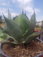 Agave Celsii Nova