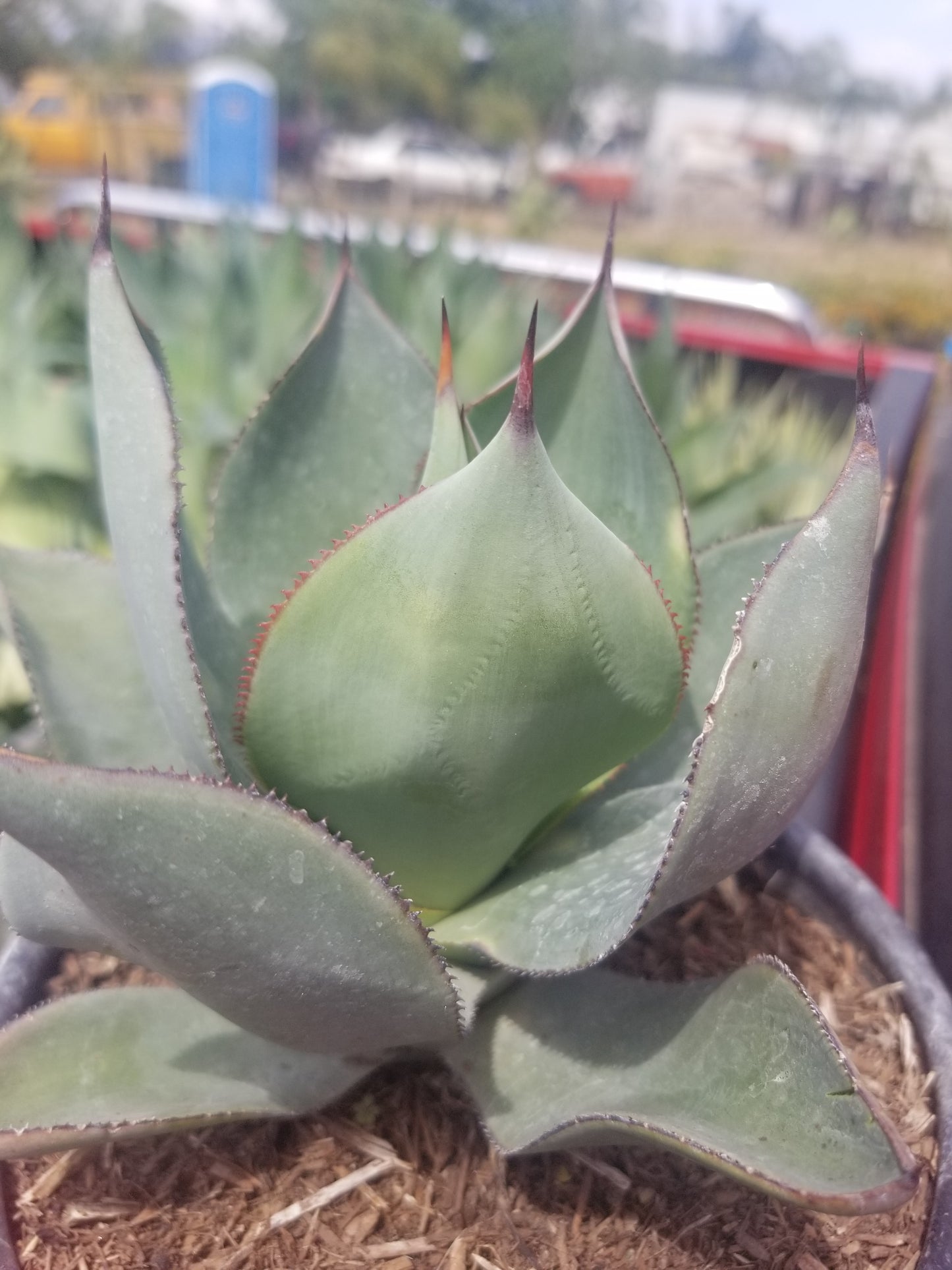 Agave Celsii Nova