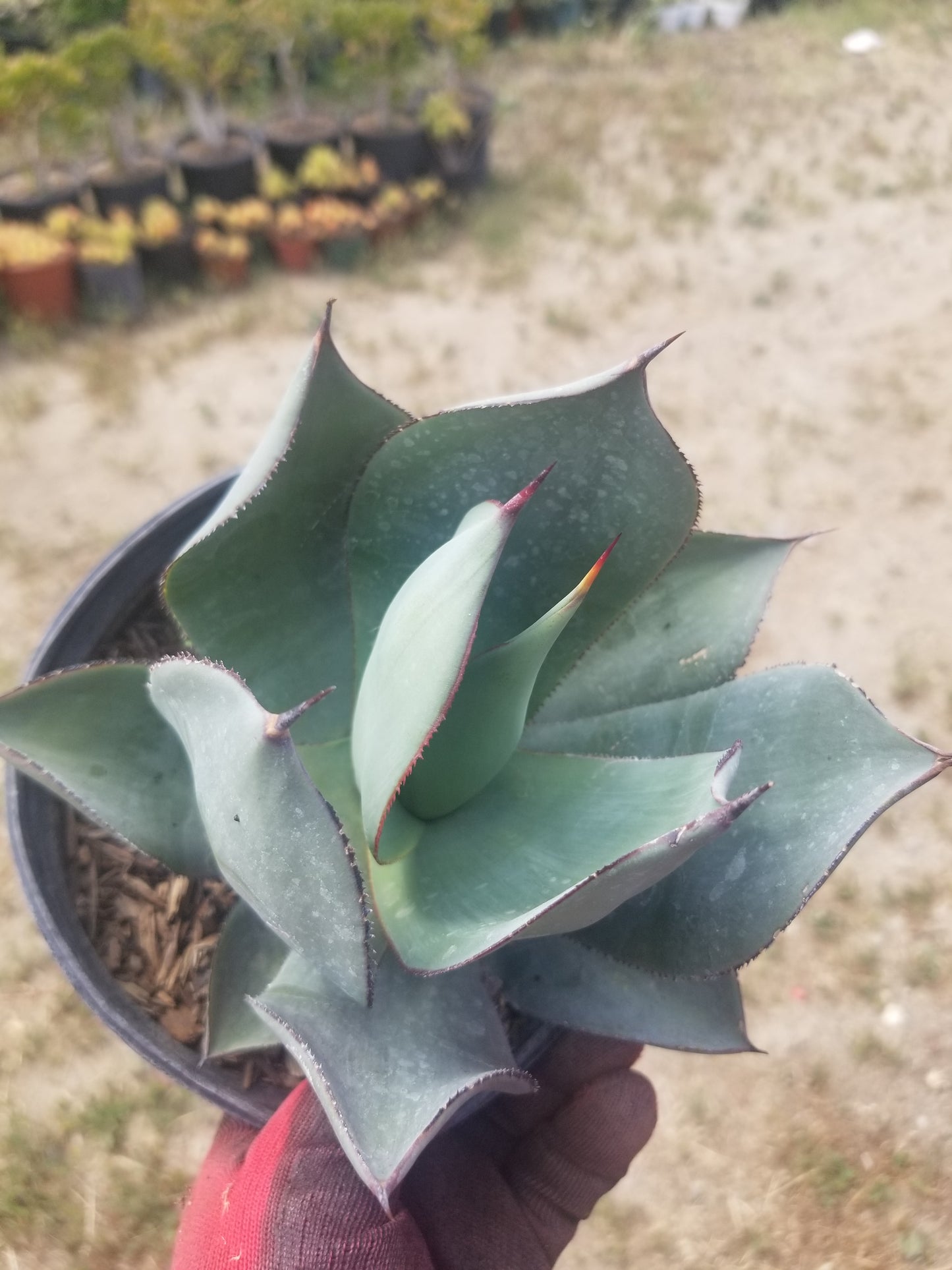 Agave Celsii Nova