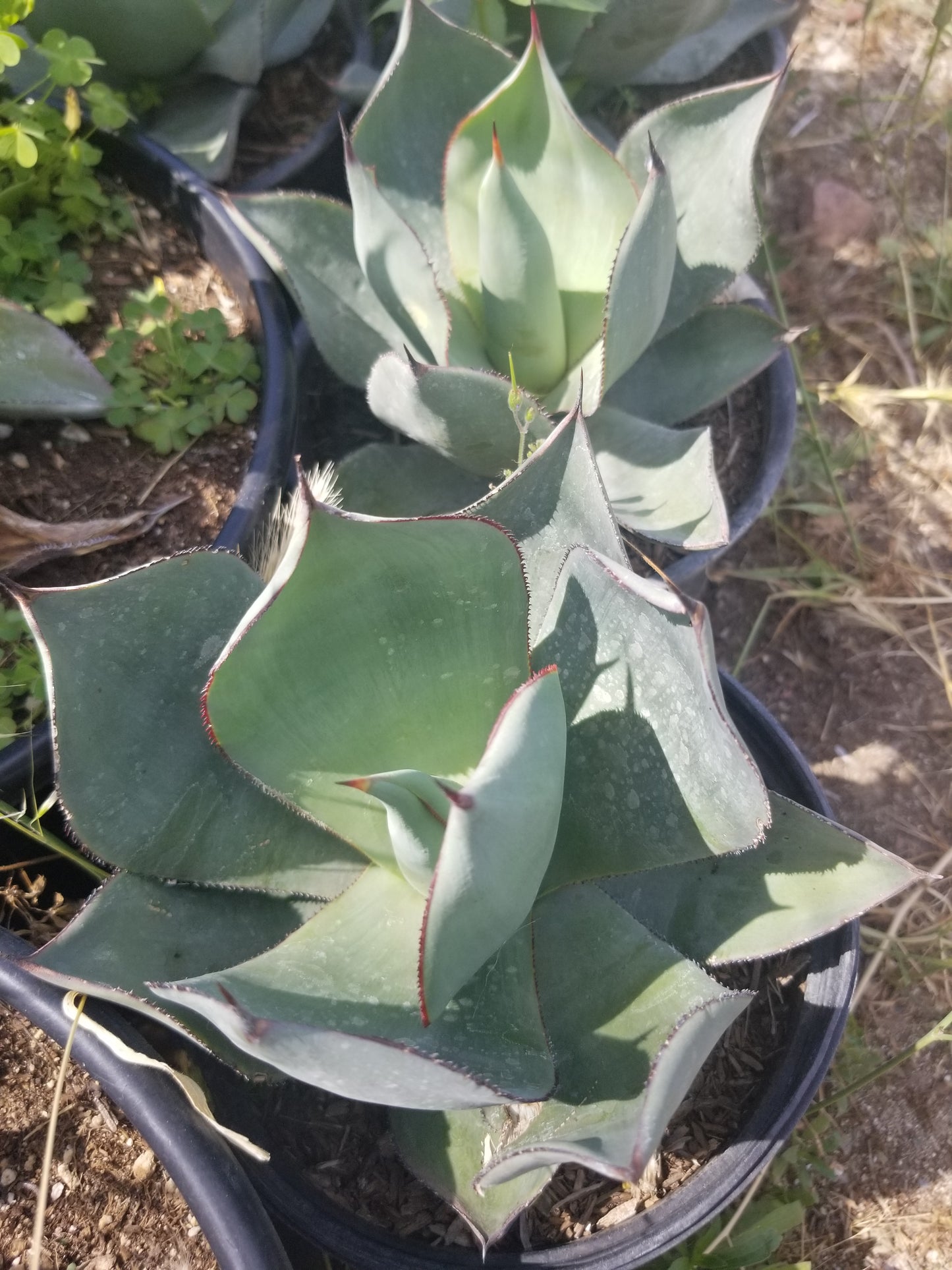 Agave Celsii Nova