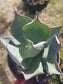 Agave Celsii Nova