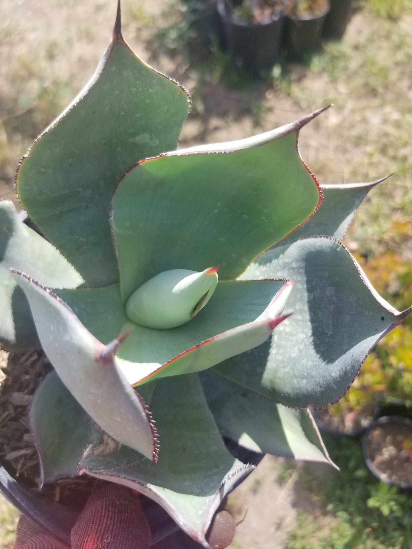 Agave Celsii Nova