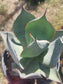 Agave Celsii Nova