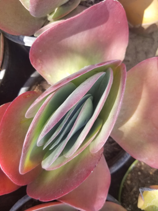 Kalanchoe Flapjack