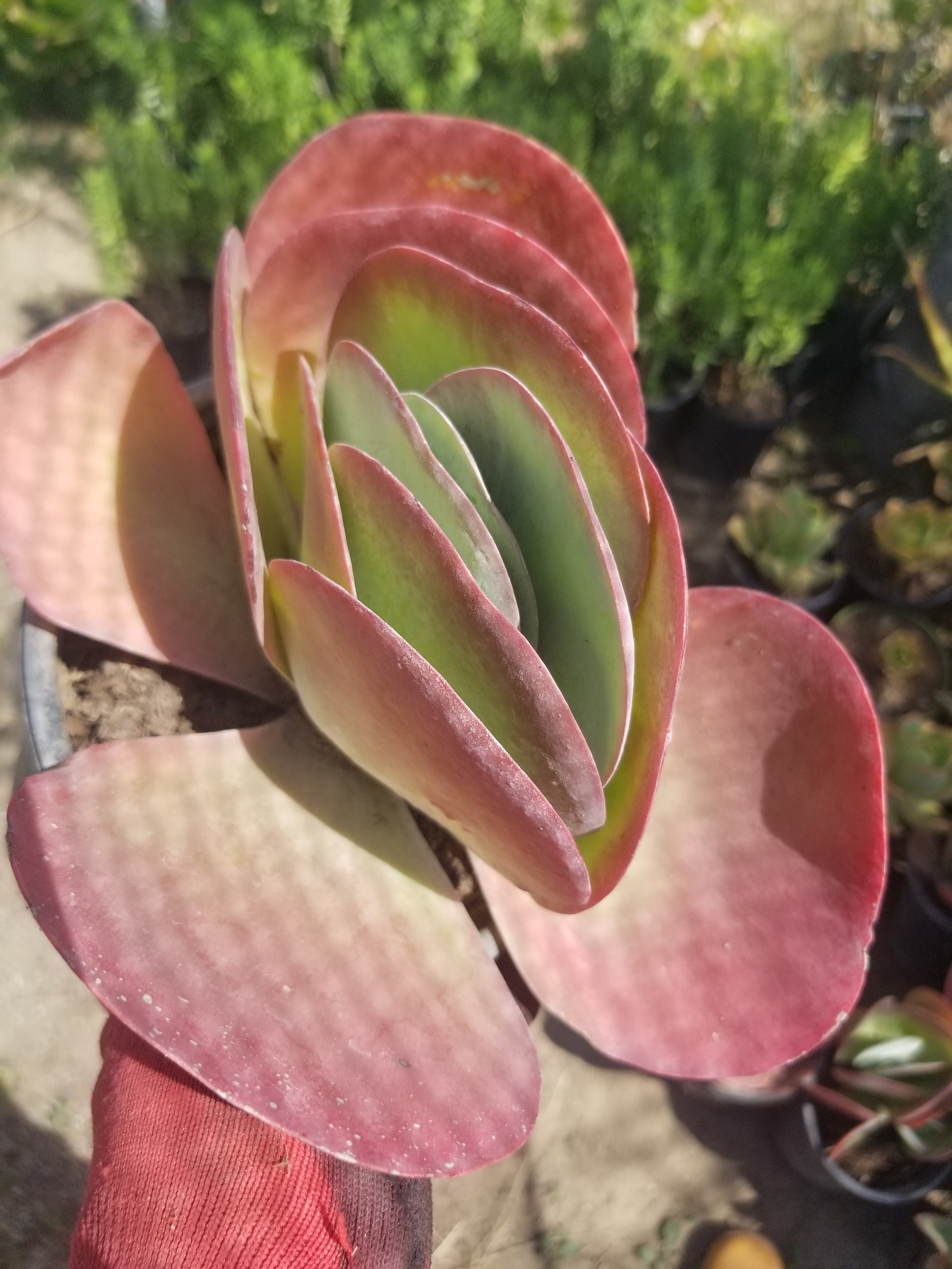 flapjack succulent size Kalanchoe Flapjack – Beaultiful Desert Plants