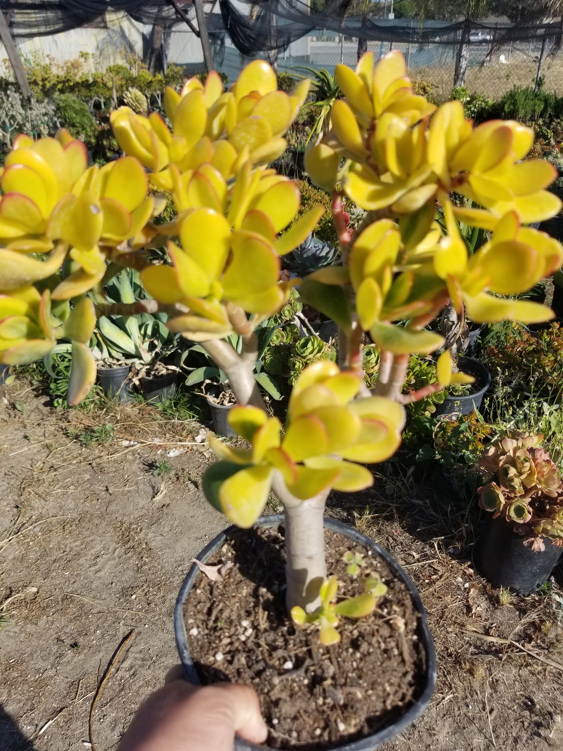 golden jade plant Crassula Ovata Hummel's Sunset Tree – Beaultiful Desert Plants